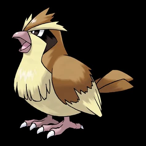 pidgey