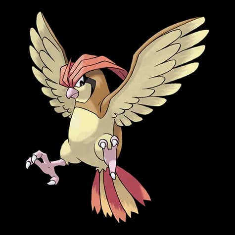 pidgeotto