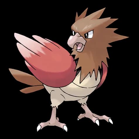 spearow